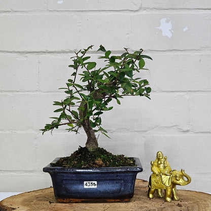 Chinese Elm Bonsai Tree - Bonsai Ulmus Parvifolia In 15cm Pot