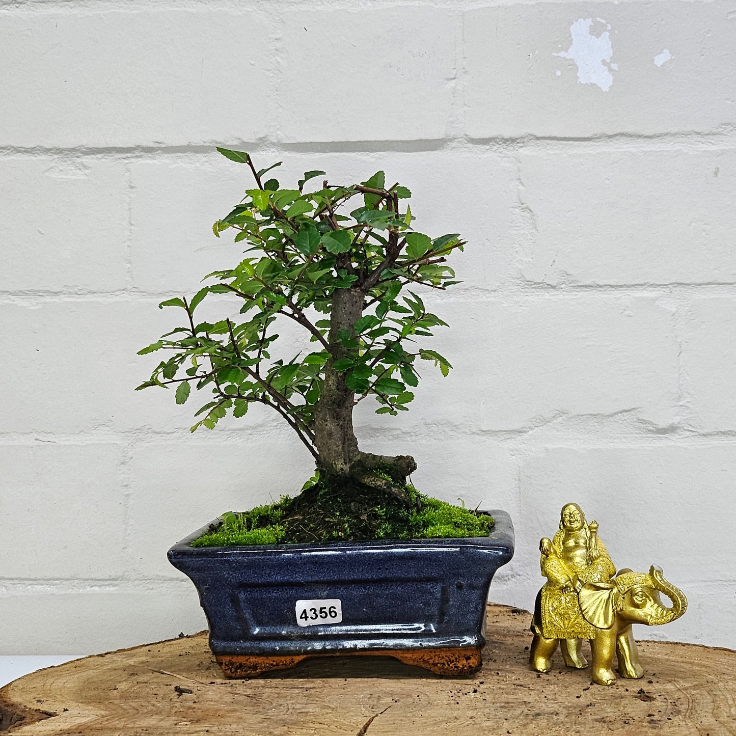 Chinese Elm Bonsai Tree - Bonsai Ulmus Parvifolia In 15cm Pot