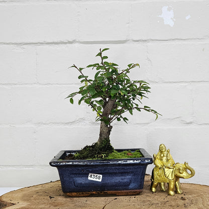 Chinese Elm Bonsai Tree - Bonsai Ulmus Parvifolia In 15cm Pot