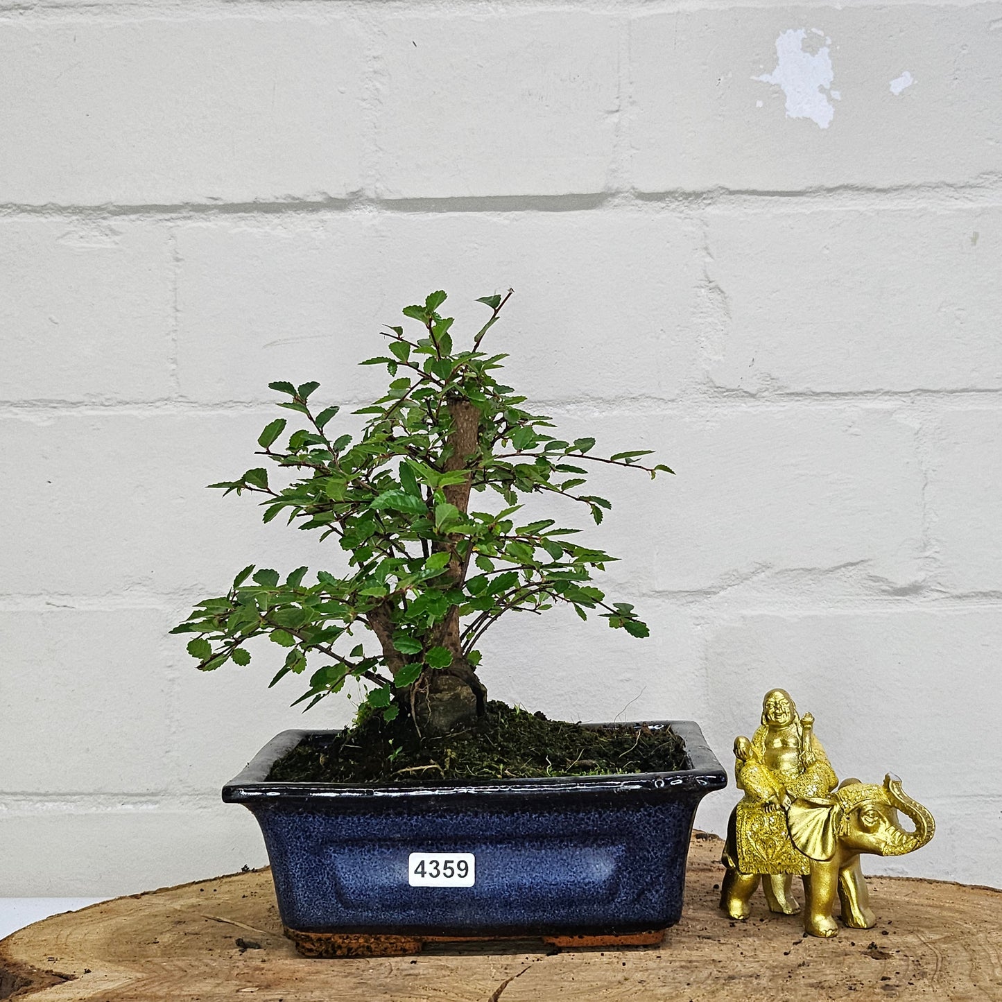 Chinese Elm Bonsai Tree - Bonsai Ulmus Parvifolia In 15cm Pot