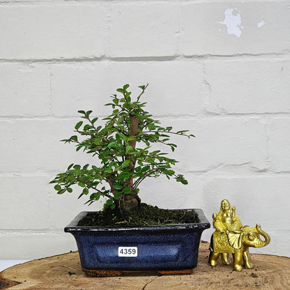 Chinese Elm Bonsai Tree - Bonsai Ulmus Parvifolia In 15cm Pot