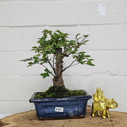 Chinese Elm Bonsai Tree - Bonsai Ulmus Parvifolia In 15cm Pot