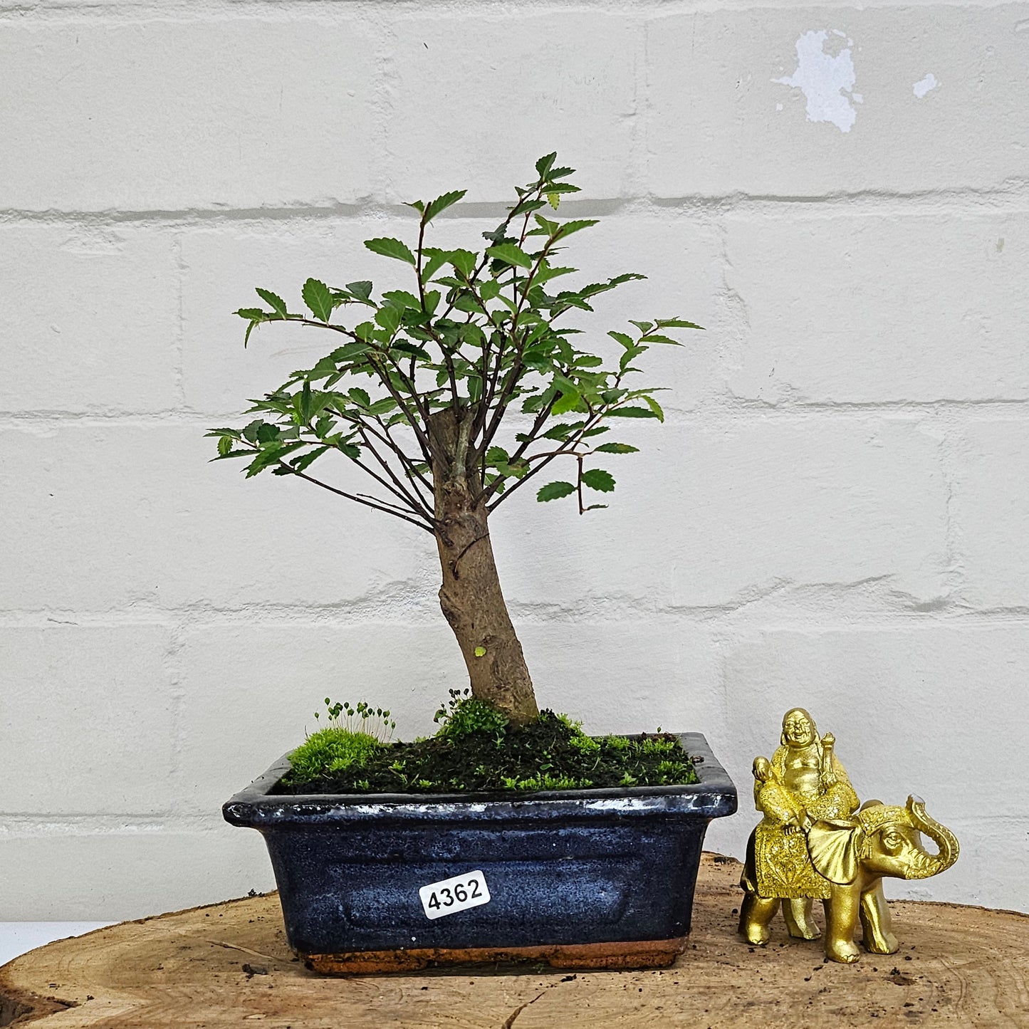 Chinese Elm Bonsai Tree - Bonsai Ulmus Parvifolia In 15cm Pot