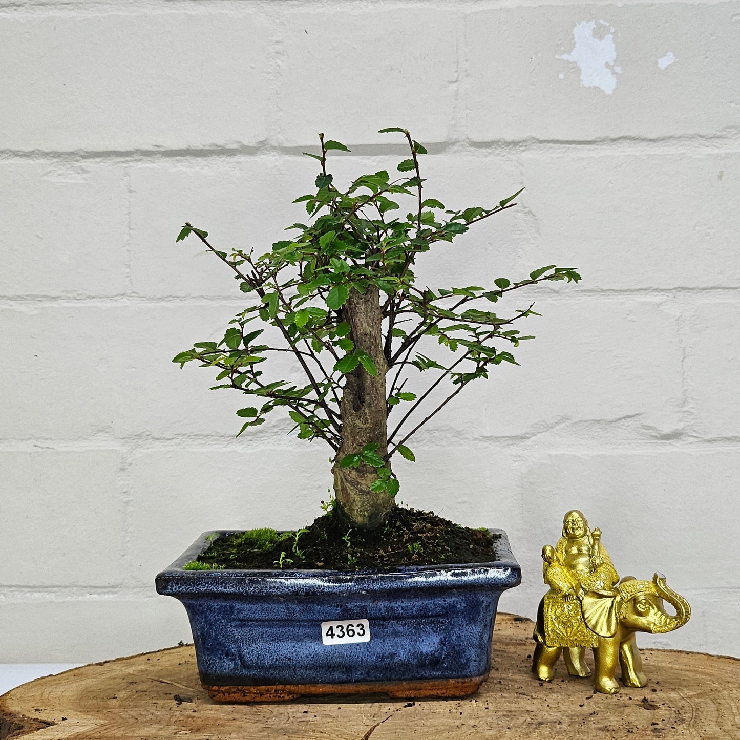 Chinese Elm Bonsai Tree - Bonsai Ulmus Parvifolia In 15cm Pot
