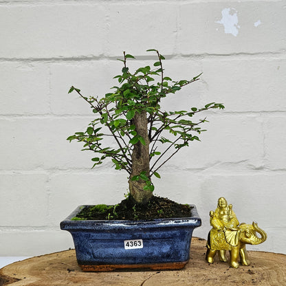 Chinese Elm Bonsai Tree - Bonsai Ulmus Parvifolia In 15cm Pot