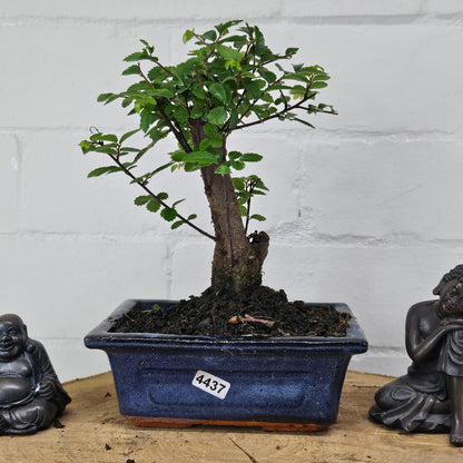 Chinese Elm Bonsai Tree - Bonsai Ulmus Parvifolia In 15cm Pot