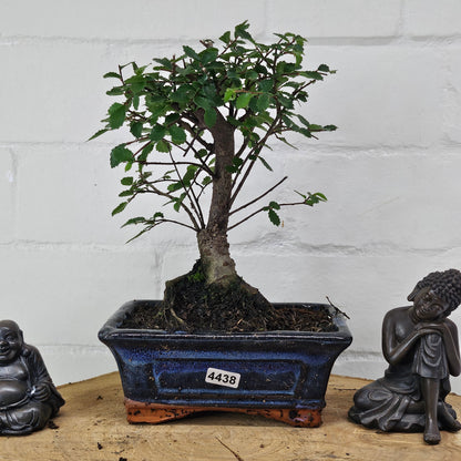 Chinese Elm Bonsai Tree - Bonsai Ulmus Parvifolia In 15cm Pot
