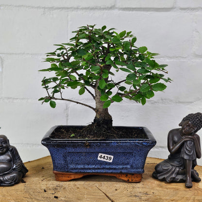 Chinese Elm Bonsai Tree - Bonsai Ulmus Parvifolia In 15cm Pot