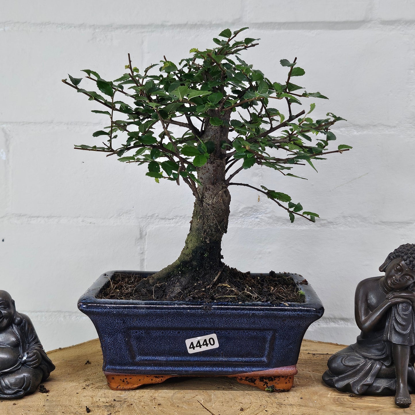 Chinese Elm Bonsai Tree - Bonsai Ulmus Parvifolia In 15cm Pot