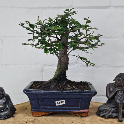 Chinese Elm Bonsai Tree - Bonsai Ulmus Parvifolia In 15cm Pot