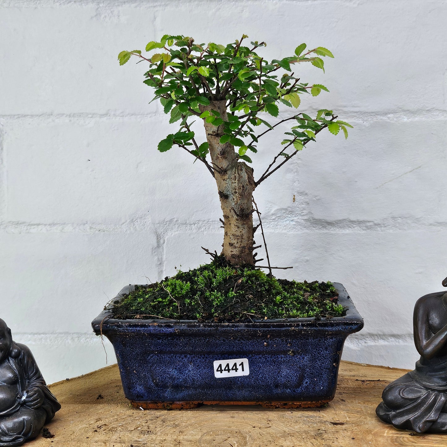 Chinese Elm Bonsai Tree - Bonsai Ulmus Parvifolia In 15cm Pot