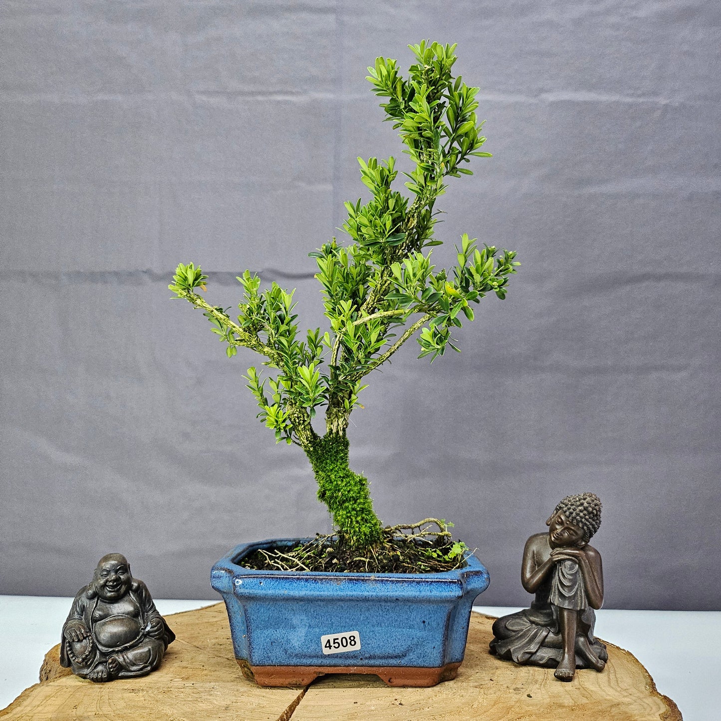 Boxwood Bonsai Tree -  Buxus Harlandii Bonsai In 15cm Pot