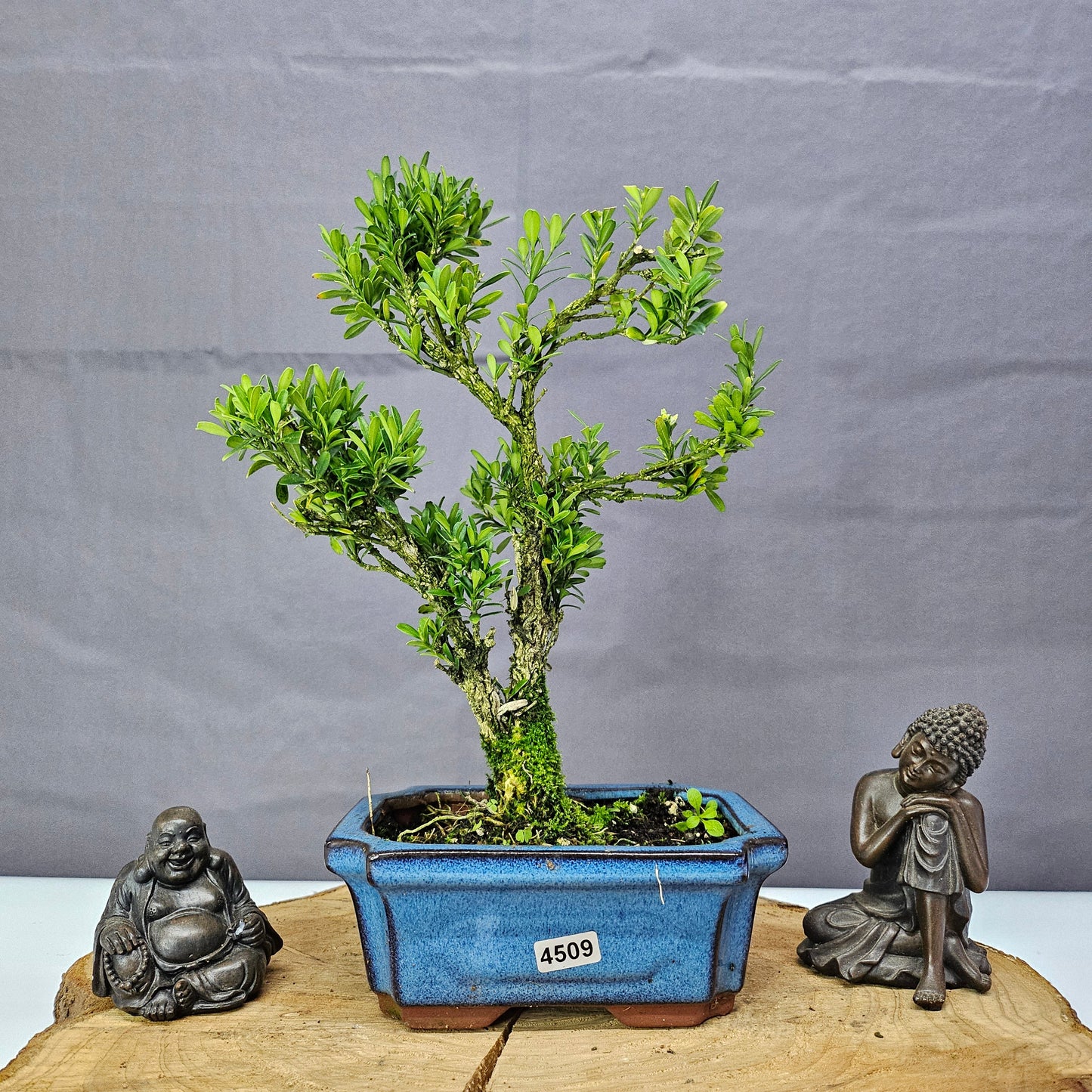 Boxwood Bonsai Tree -  Buxus Harlandii Bonsai In 15cm Pot