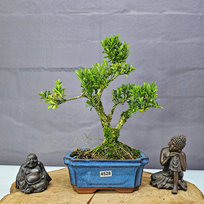 Boxwood Bonsai Tree -  Buxus Harlandii Bonsai In 15cm Pot