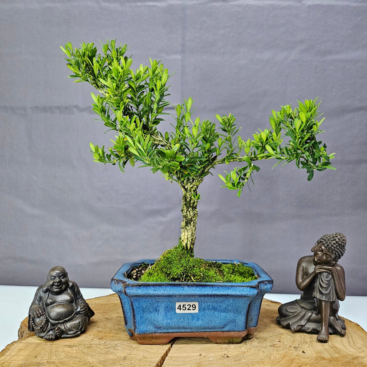 Boxwood Bonsai Tree -  Buxus Harlandii Bonsai In 15cm Pot