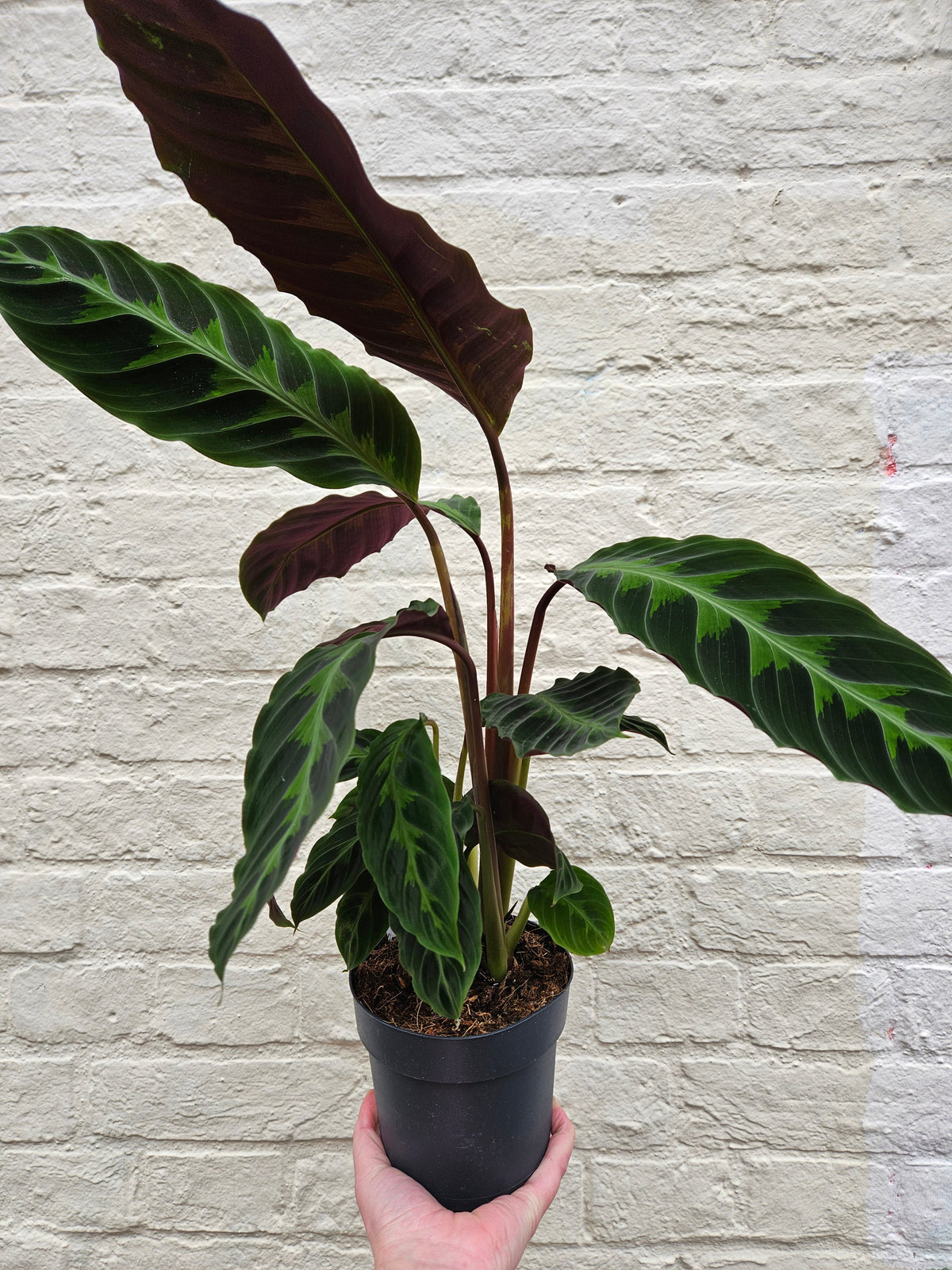 Calathea warscewiczii (Prayer Plant)
