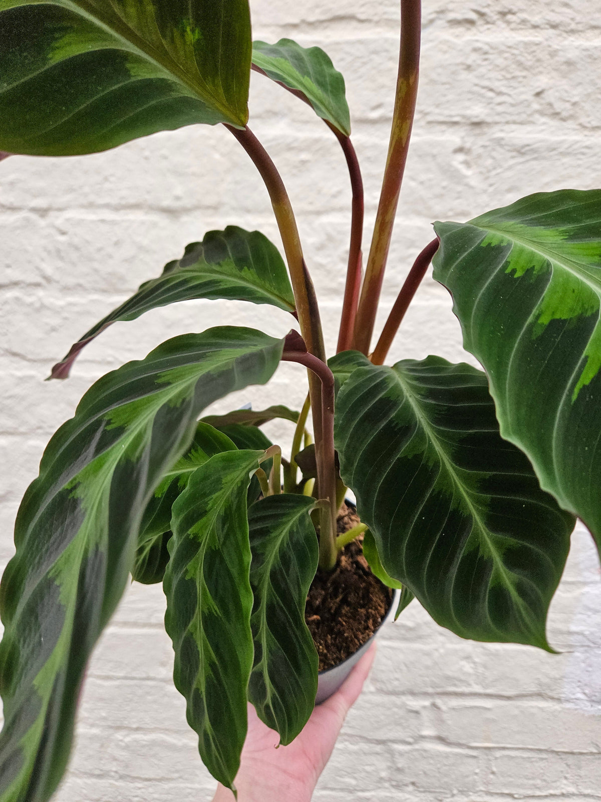 Calathea warscewiczii (Prayer Plant)