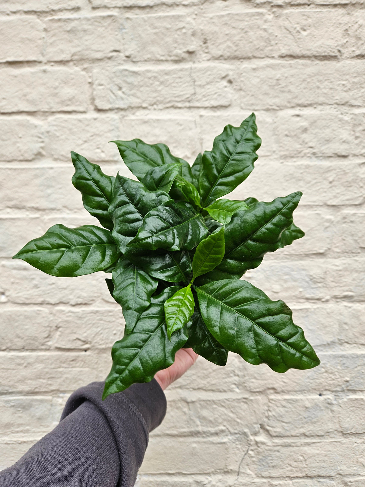 Coffee arabica (Coffee Plant)