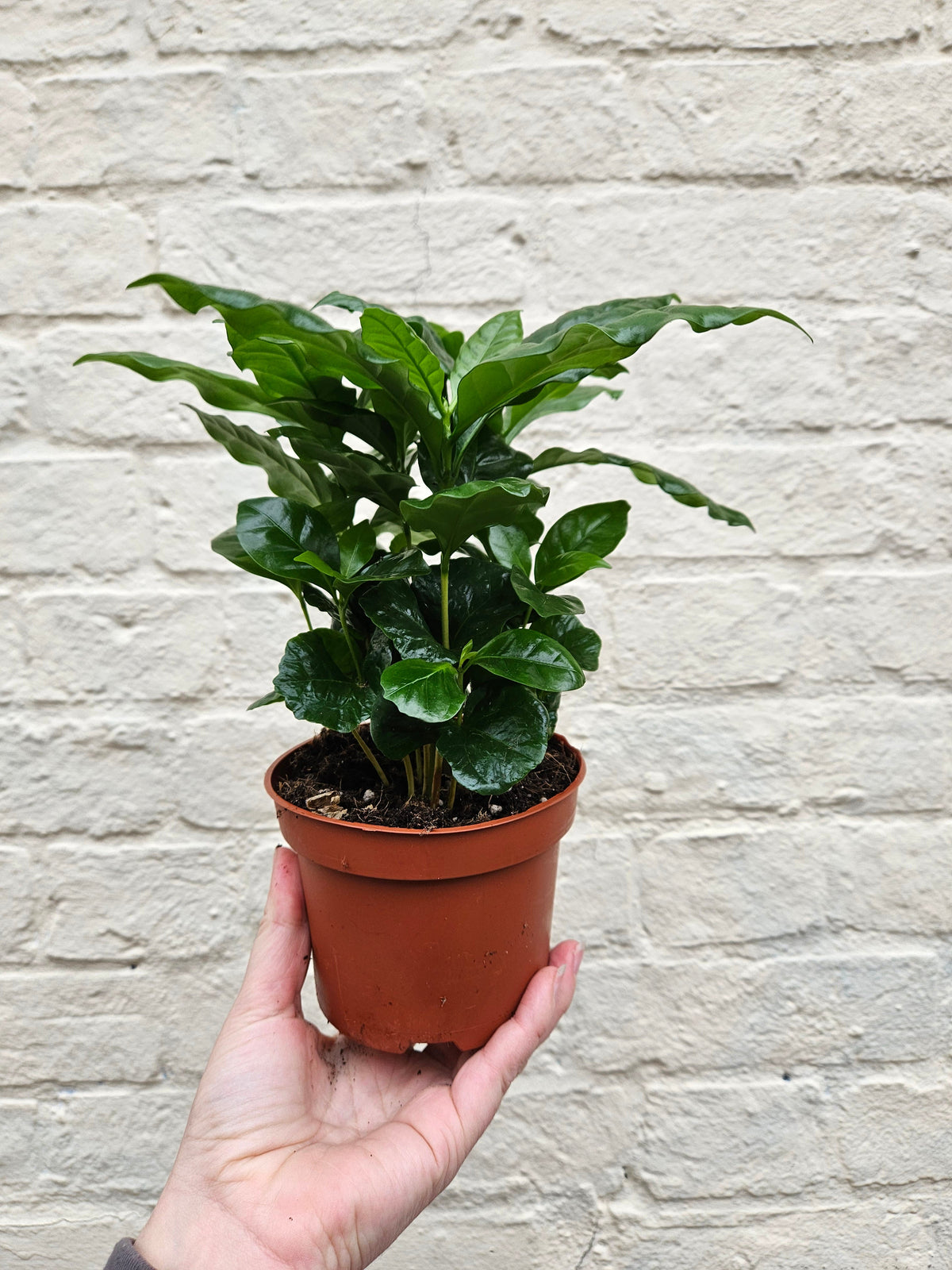 Coffee arabica (Coffee Plant)