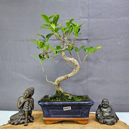 Ficus Microcarpa (Banyan Fig) Indoor Bonsai Tree | Shaped | In 15cm Pot