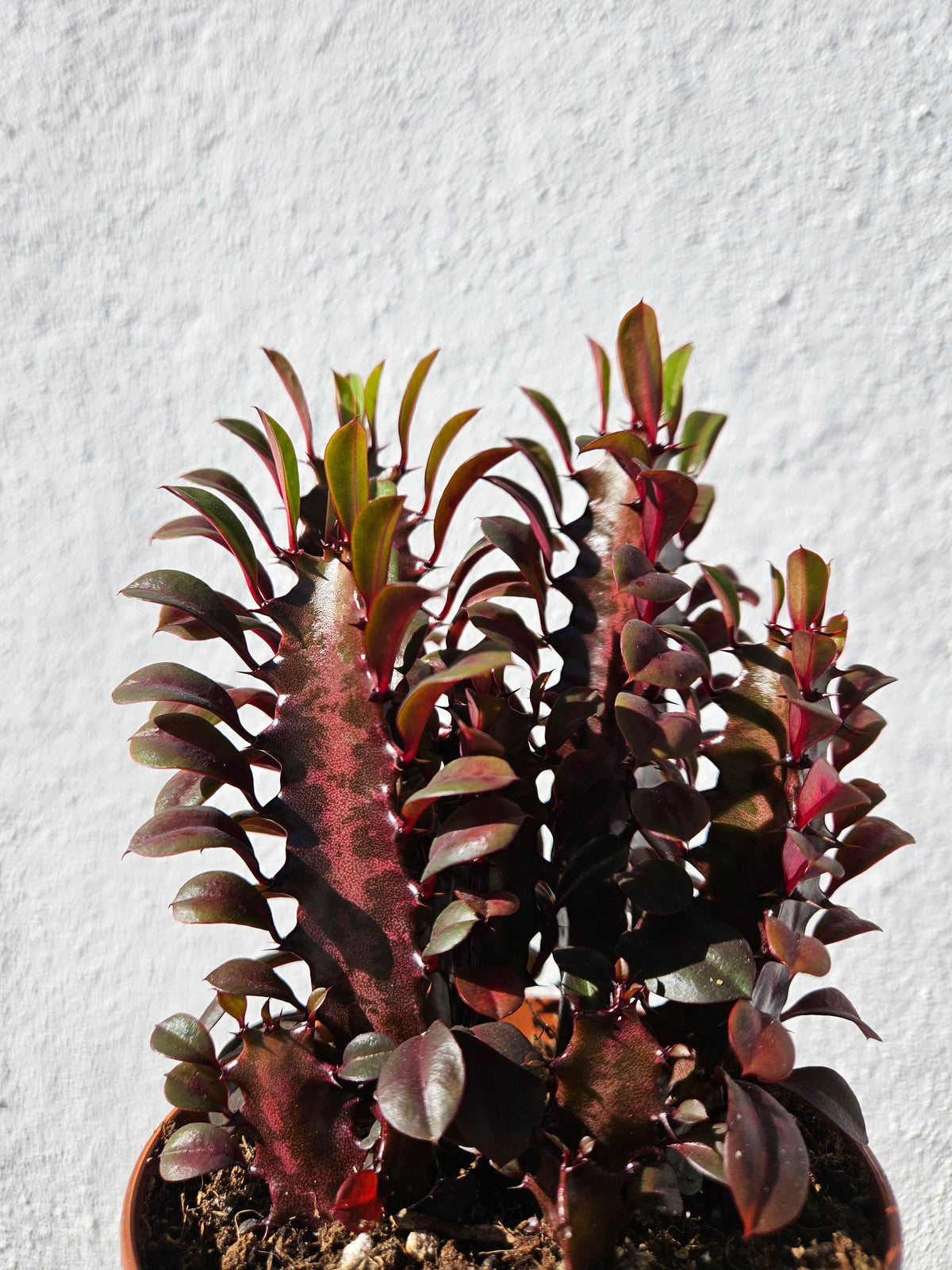 Euphorbia trigona 'Rubra' (African Milk Tree)