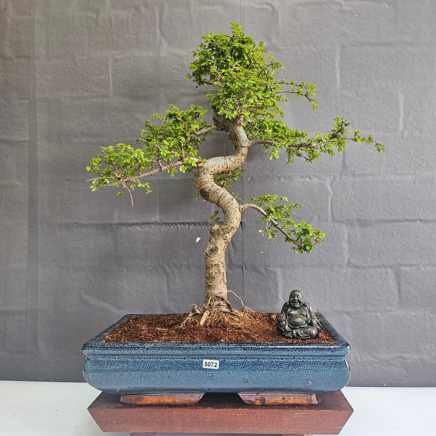 Large Ulmus Parvifolia Bonsai Tree - Chinese Elm - In 35cm Pot