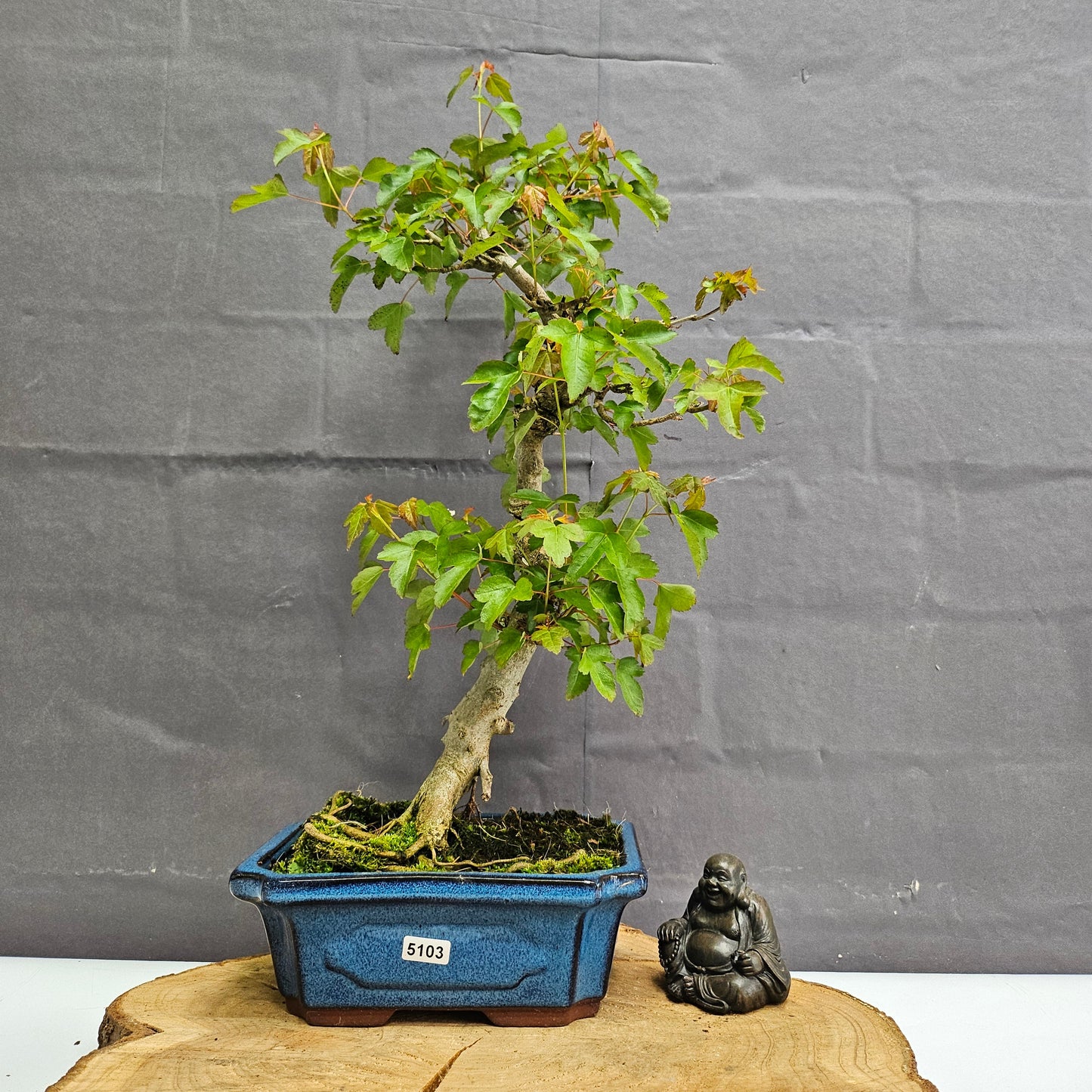Trident Maple Bonsai Tree - In 20cm Pot - Informal Style