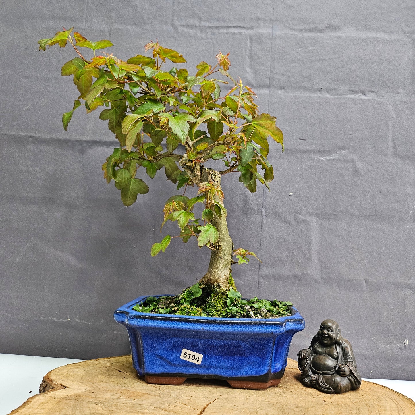 Trident Maple Bonsai Tree - In 20cm Pot - Informal Style