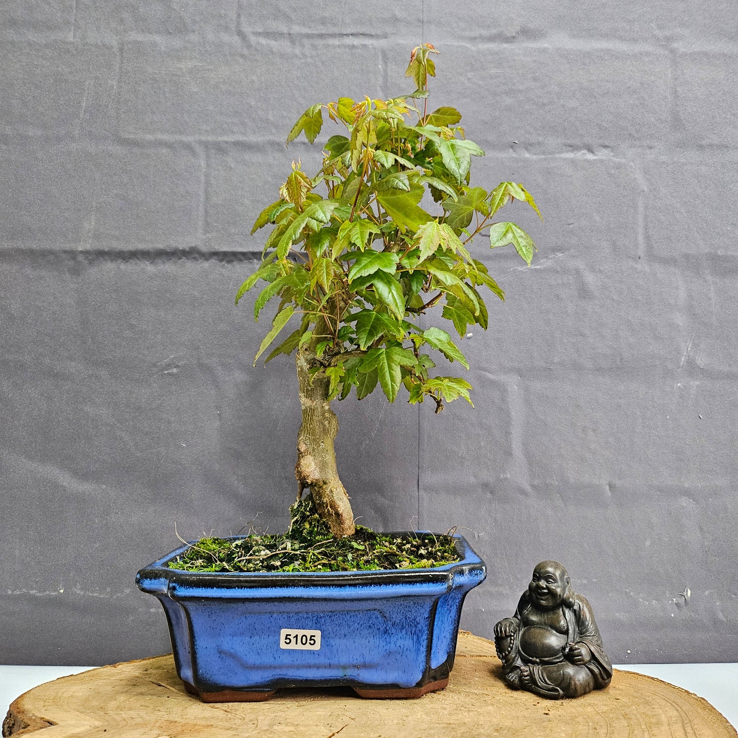 Trident Maple Bonsai Tree - In 20cm Pot - Informal Style