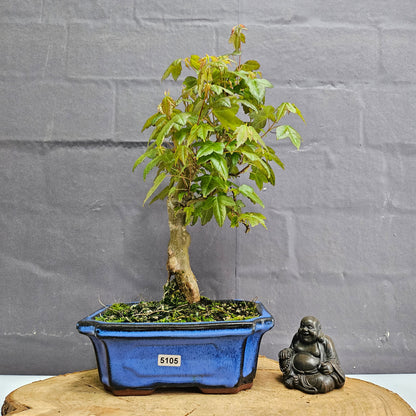 Trident Maple Bonsai Tree - In 20cm Pot - Informal Style
