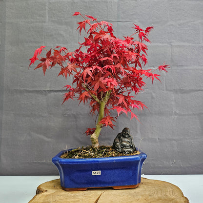 Japanese Maple (Acer) Bonsai Tree | Deshojo Informal Upright | In 25cm Pot