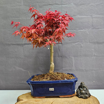 Japanese Maple (Acer) Bonsai Tree | Deshojo Informal Upright | In 25cm Pot