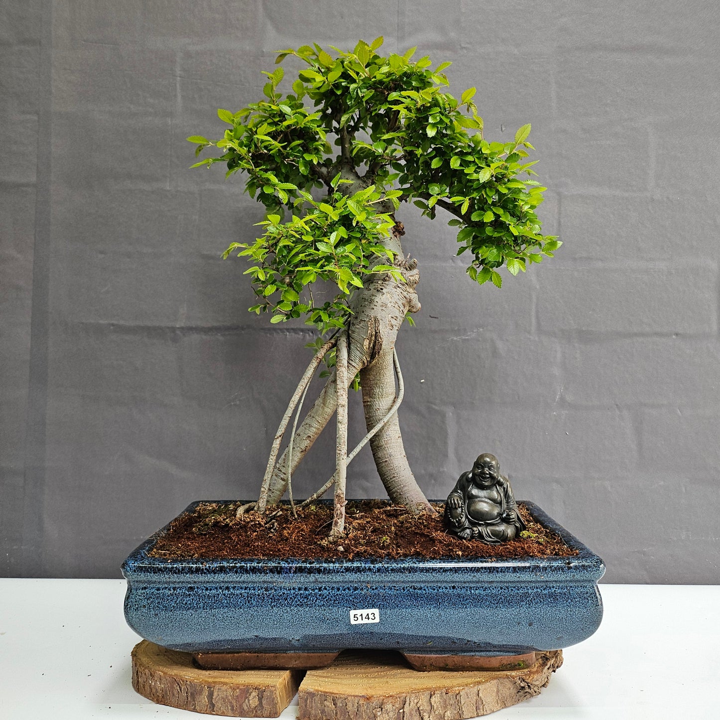 Large Ulmus Parvifolia Bonsai Tree - Chinese Elm - In 35cm Pot