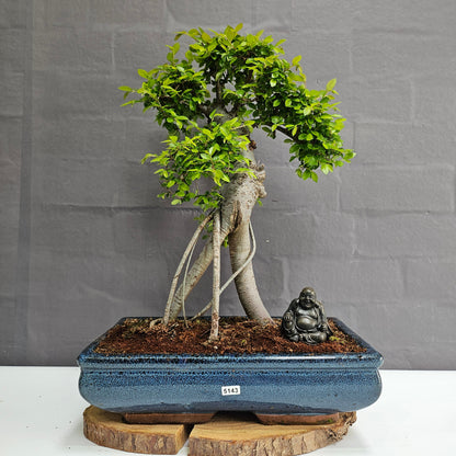 Large Ulmus Parvifolia Bonsai Tree - Chinese Elm - In 35cm Pot
