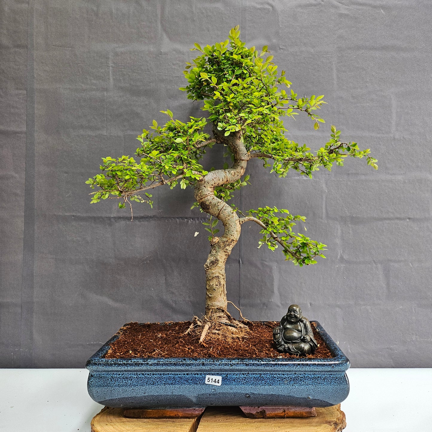 Large Ulmus Parvifolia Bonsai Tree - Chinese Elm - In 35cm Pot