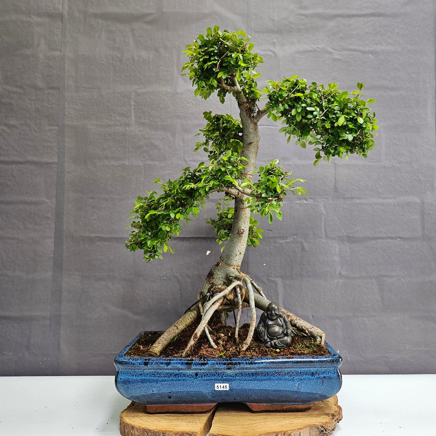 Large Ulmus Parvifolia Bonsai Tree - Chinese Elm - In 35cm Pot