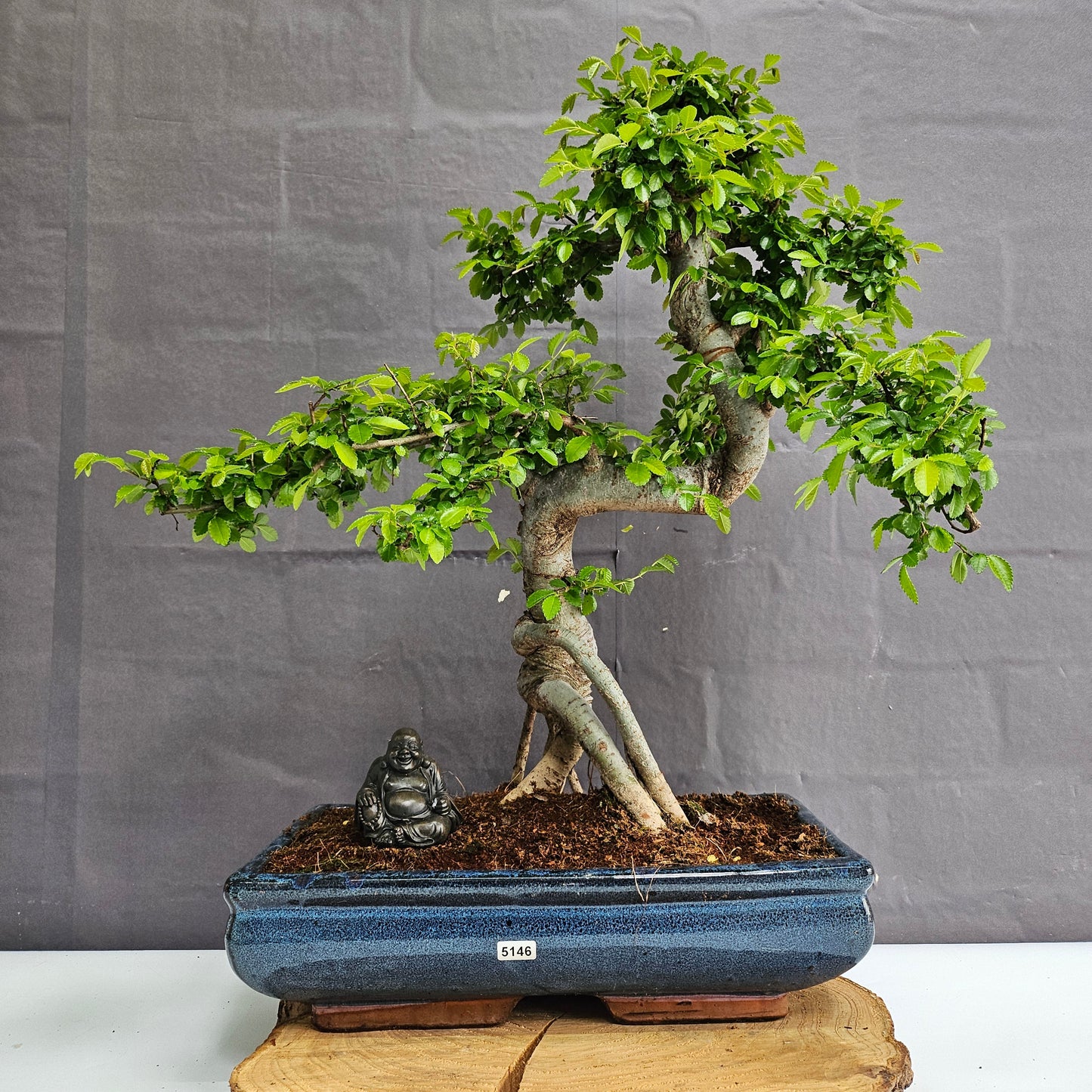 Large Ulmus Parvifolia Bonsai Tree - Chinese Elm - In 35cm Pot