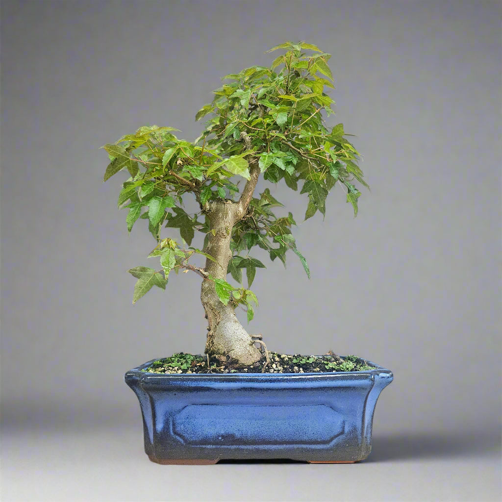 Bonsai Acer Buergerianum Tree - In 25cm Pot - Informal Style