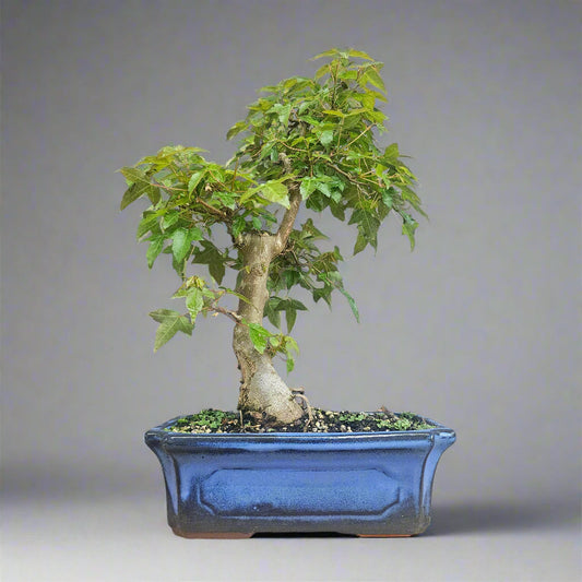 Bonsai Acer Buergerianum Tree - In 25cm Pot - Informal Style
