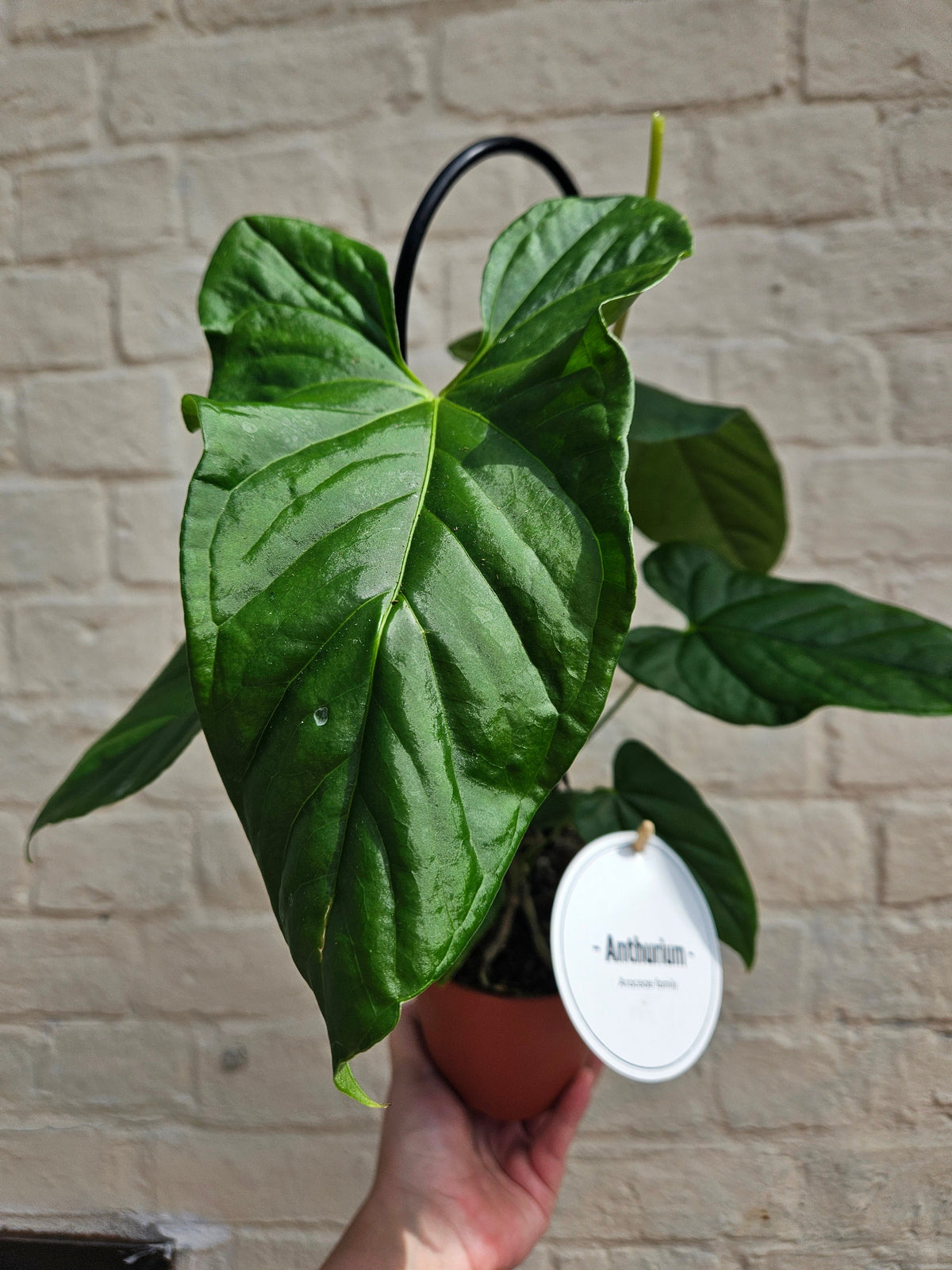 Anthurium balaoanum (Angel wings Anthurium)