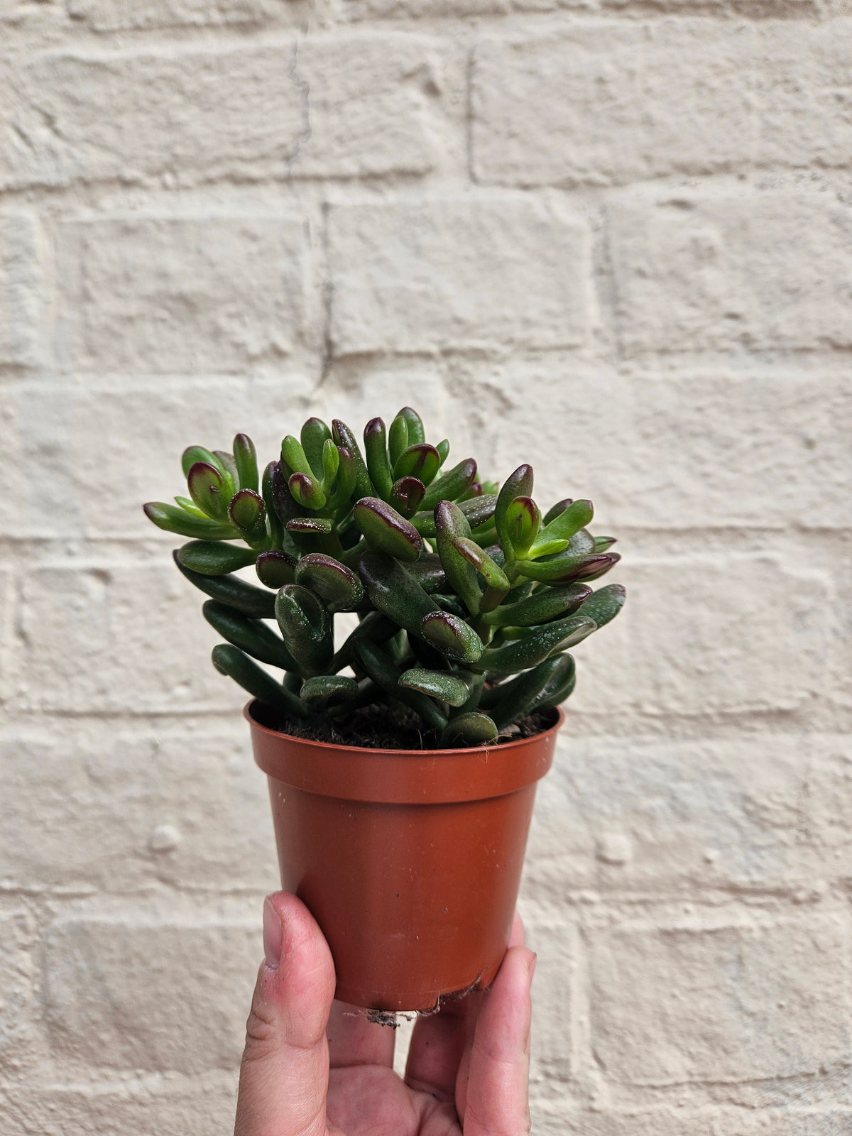 Crassula ovata 'Gollum' (Jade plant)