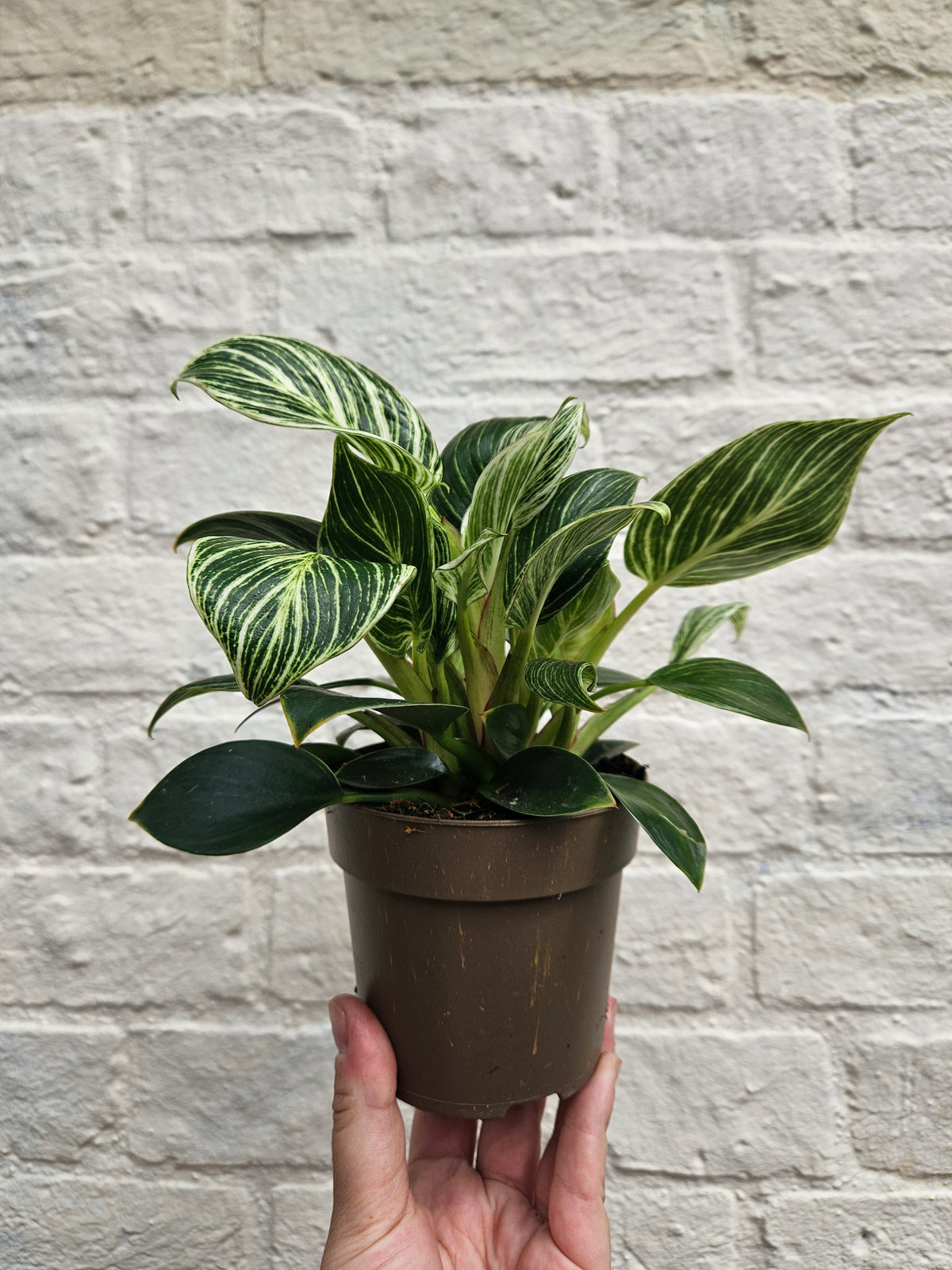 Philodendron birkin 'White veins'