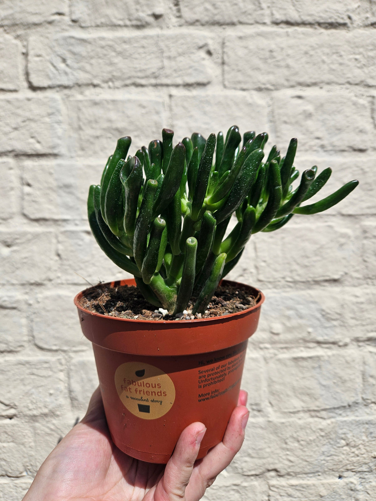 Crassula ovata 'Gollum' (Jade plant)