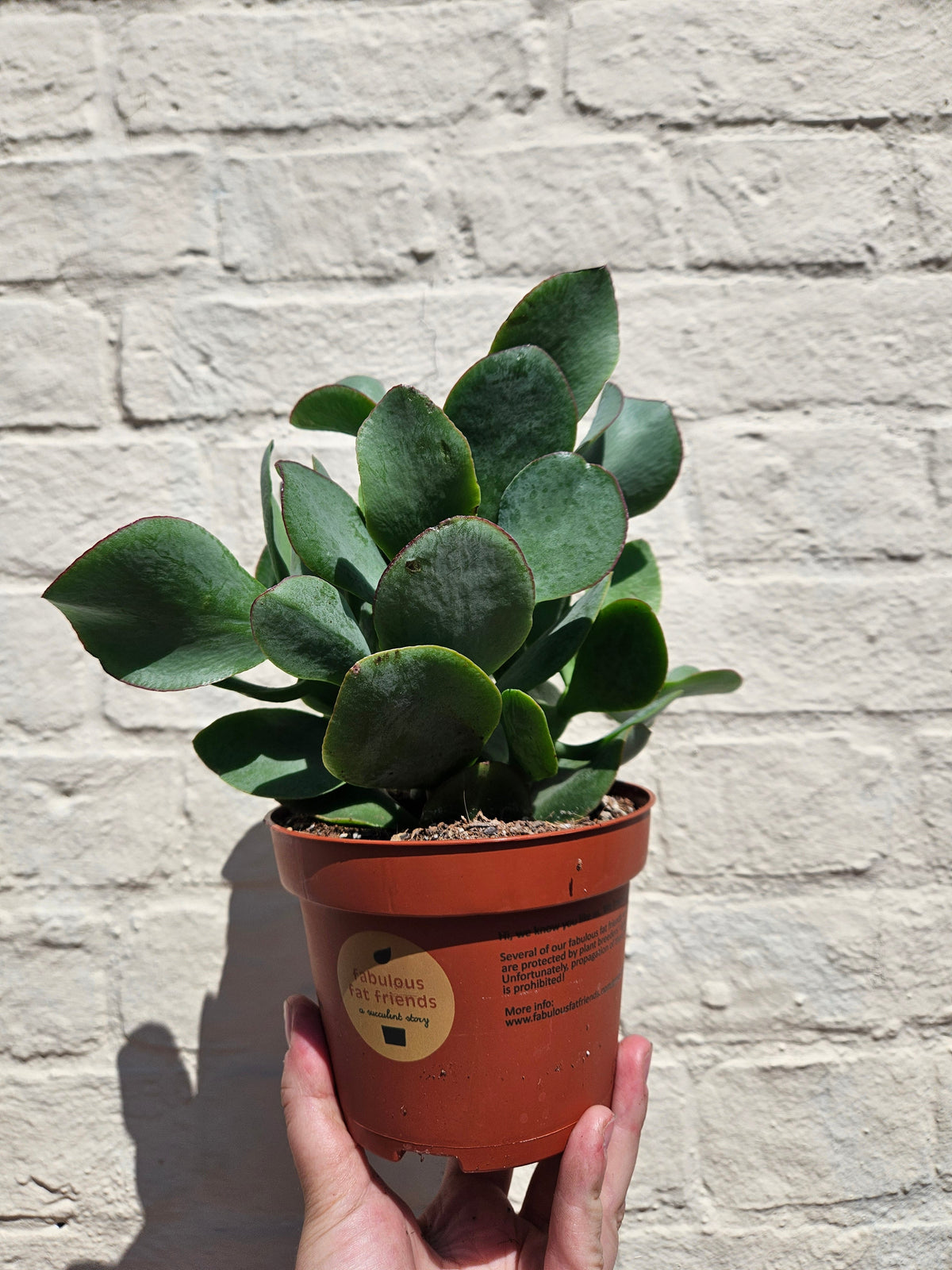 Crassula arborescens undulatifolia 'Ripple Jade'
