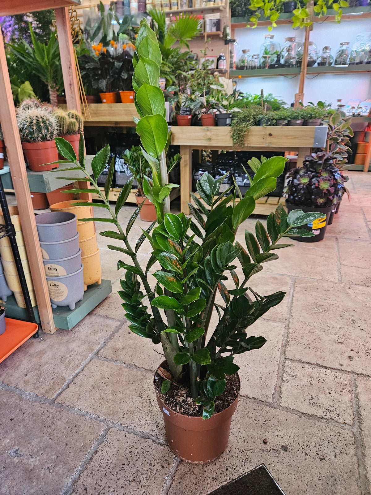 Zamioculcas zamiifolia (ZZ Plant)