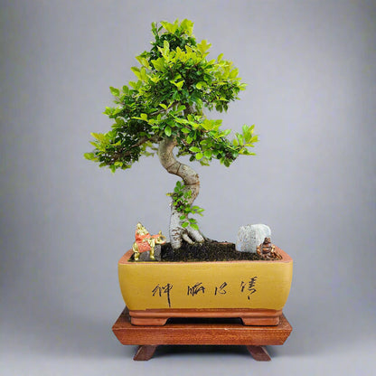 Large Ulmus Parvifolia Bonsai Tree - Chinese Elm - In 35cm Pot