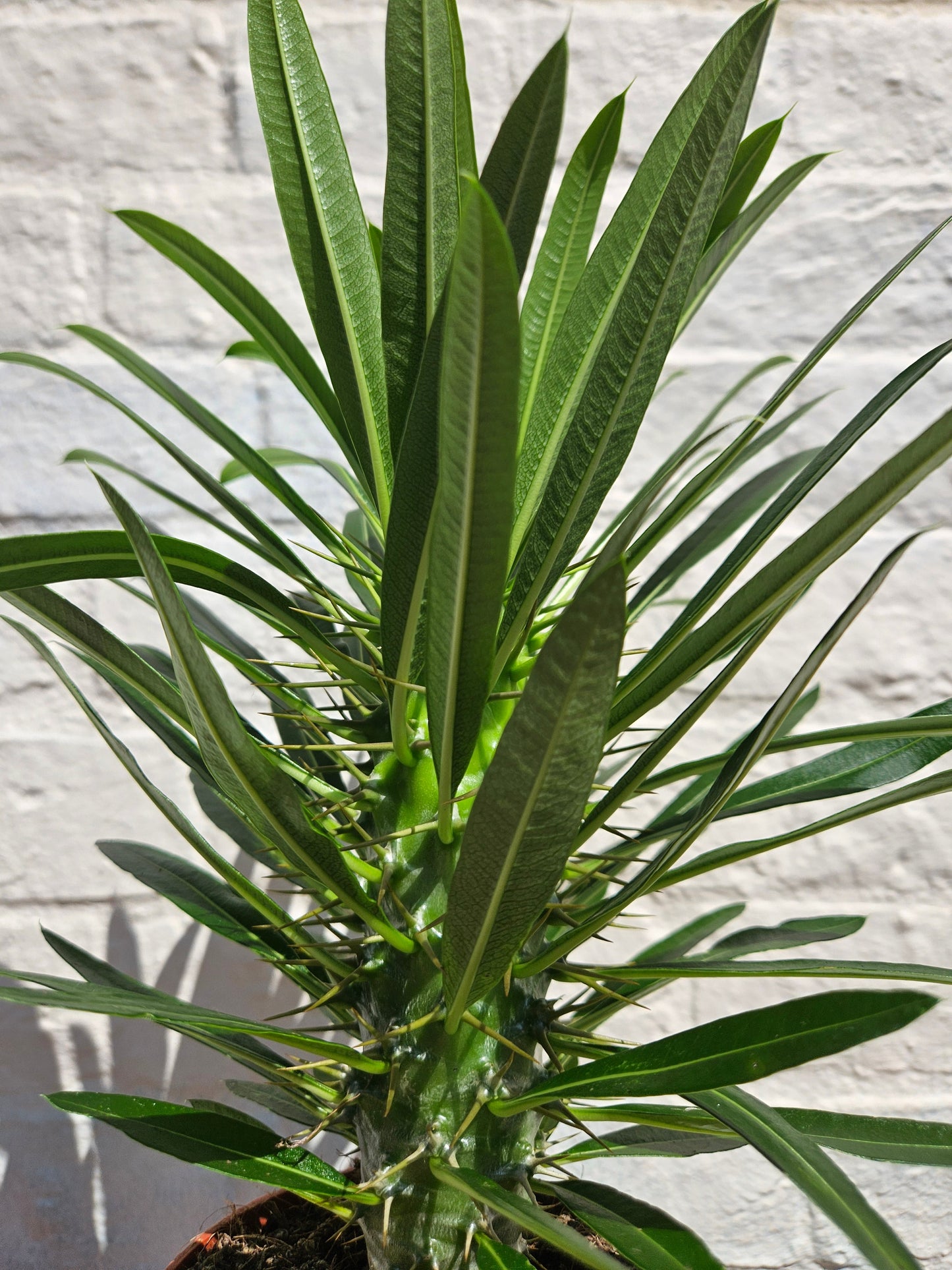 Pachypodium lamerei (Madagascar Palm)