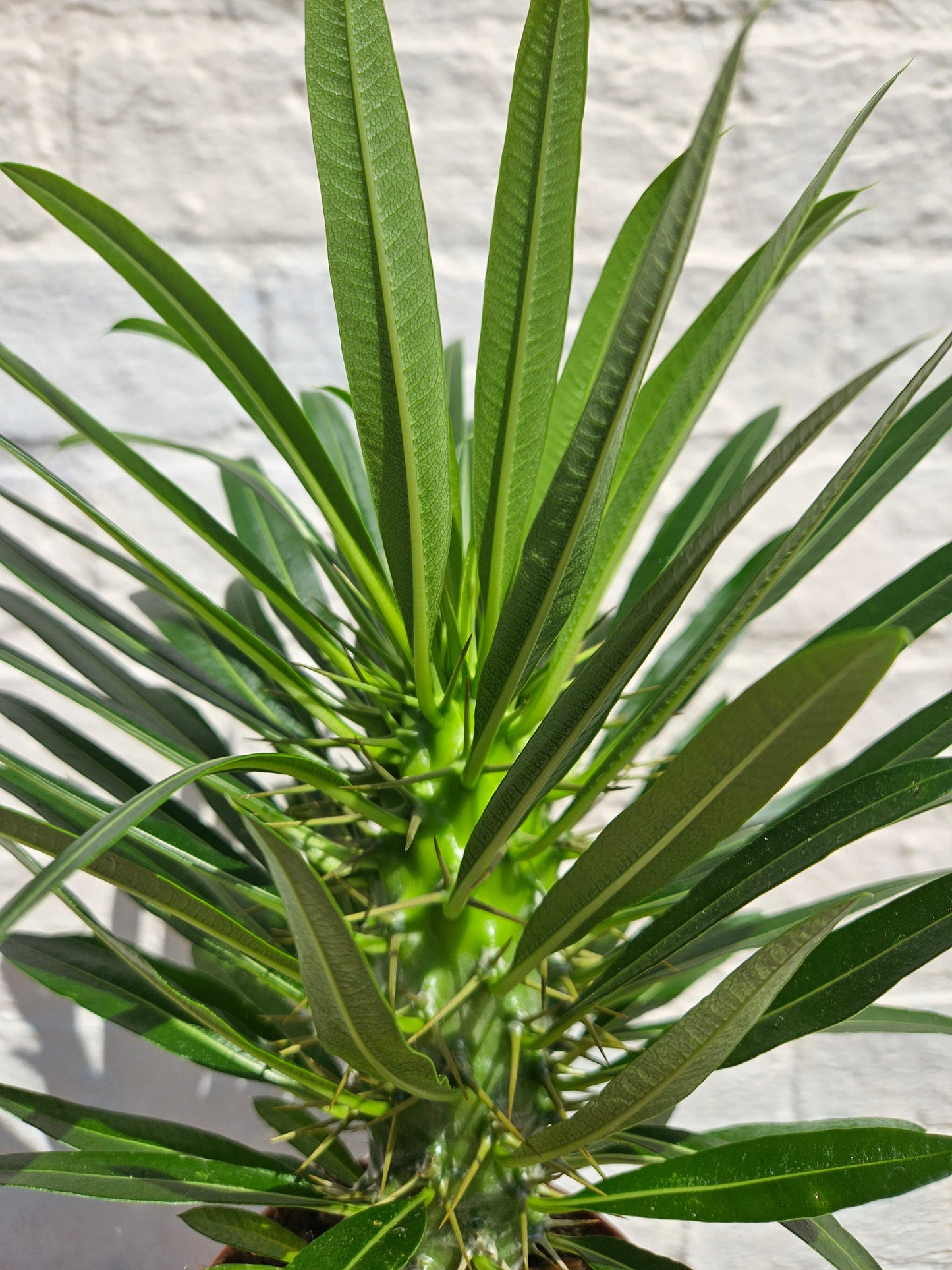 Pachypodium lamerei (Madagascar Palm)
