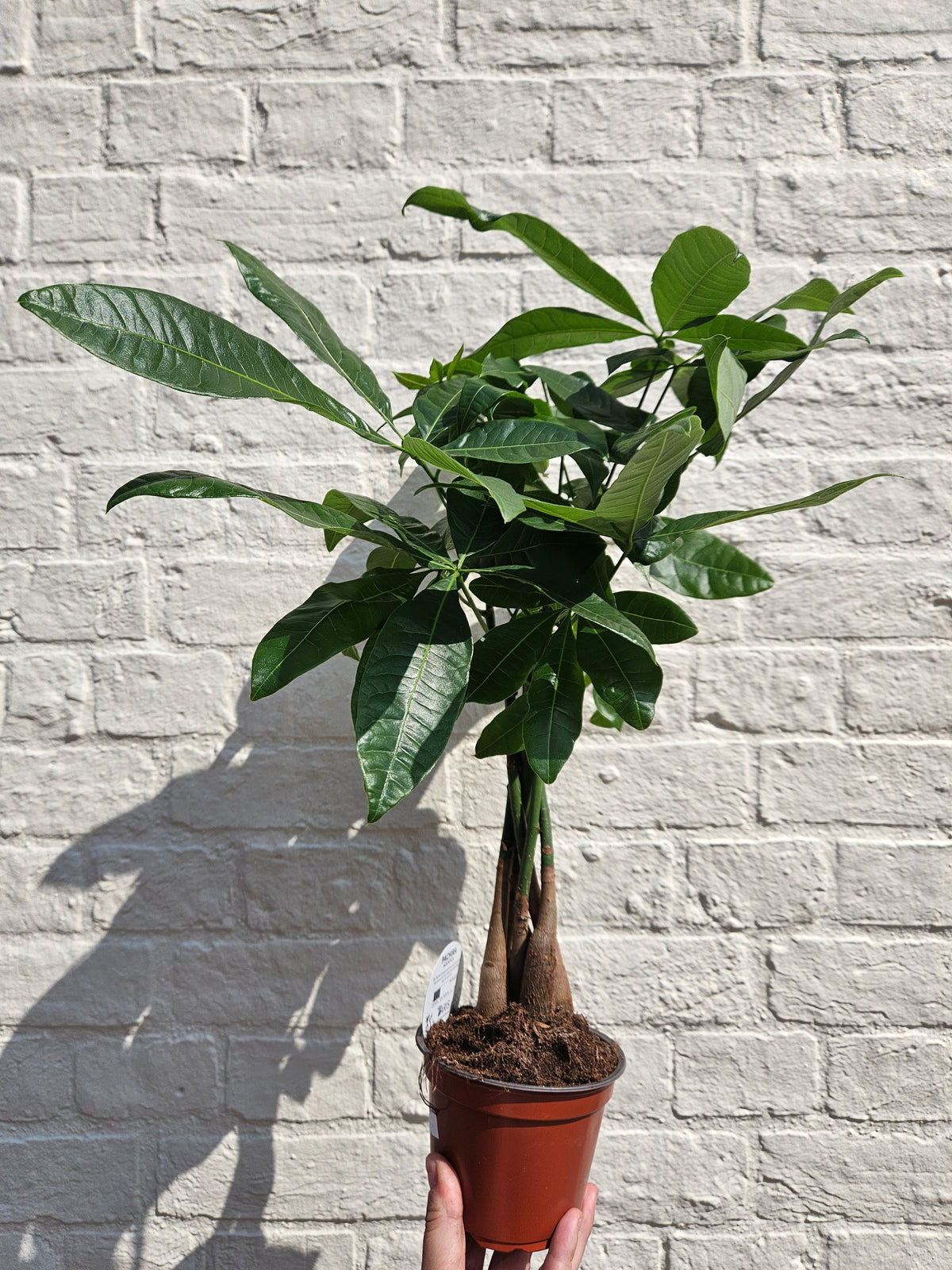 Pachira aquatica (Money Tree)