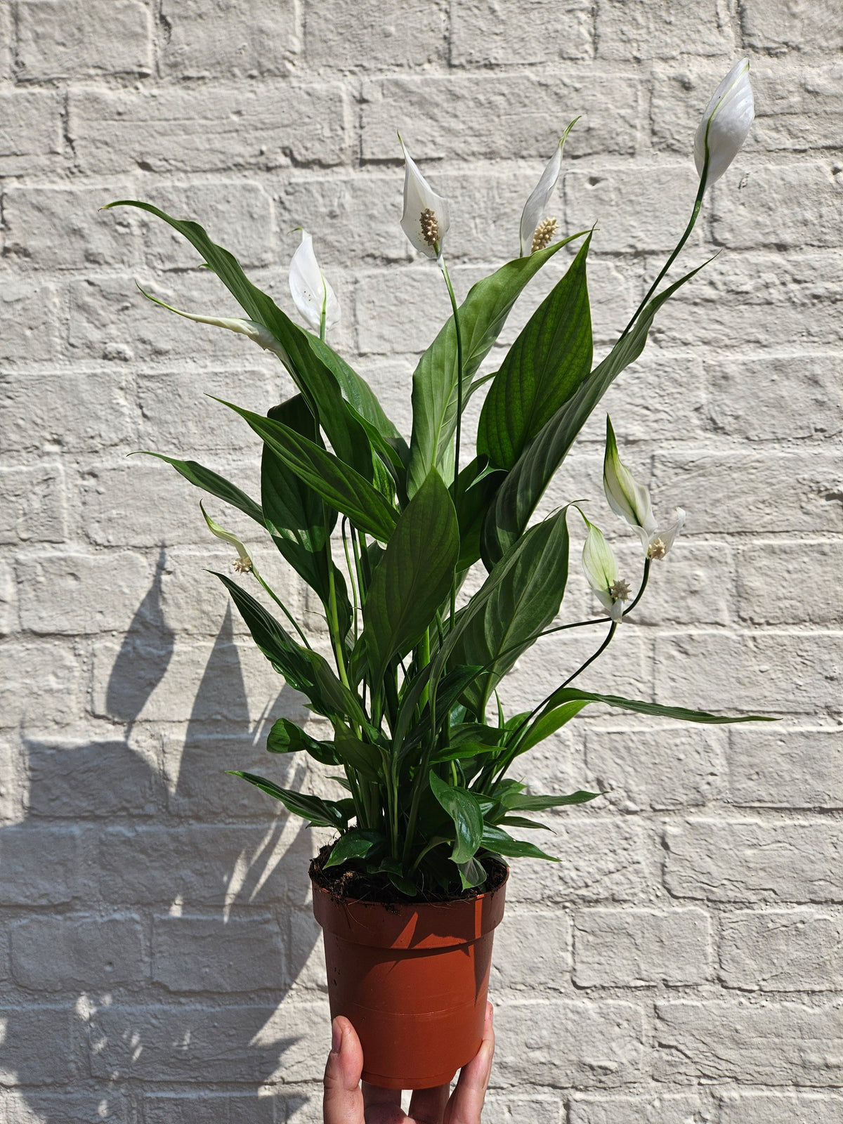 Spathiphyllum 'Pearl Cupido' (Peace Lily)
